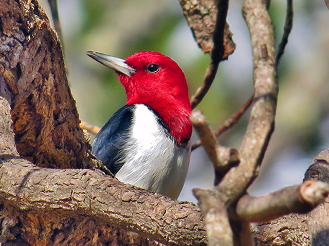 Red-headed Woodpecker by Keith Watson